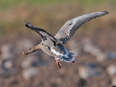 Pink-footed Goose nr St Monans 6th November 2007