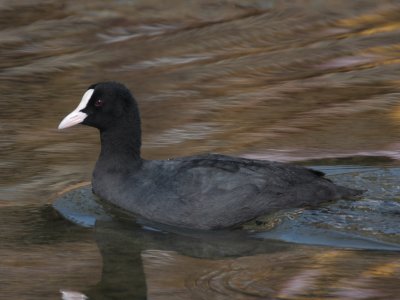 Coot