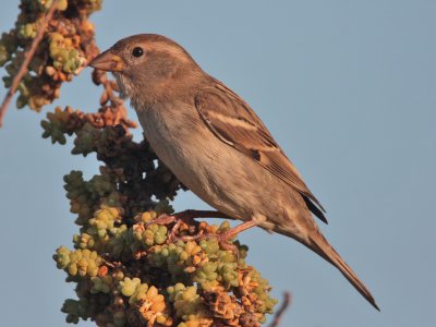 Spanish Sparrow (female)