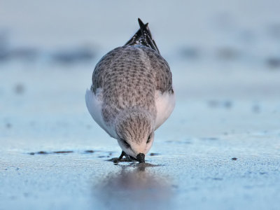 Sanderling Balcomie