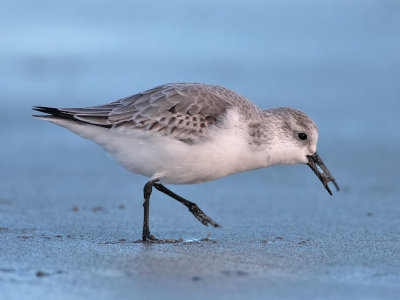 Sanderling Balcomie
