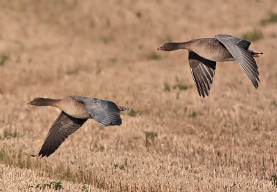 Pink-footed Geese nr Colinsburgh