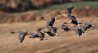 Pink-footed Geese nr Colinsburgh