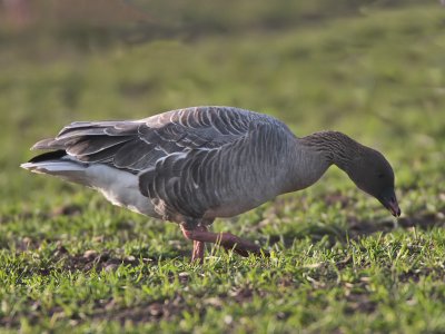 Pink-footed Goose nr Colinsburgh