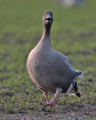 Pink-footed Goose nr Colinsburgh