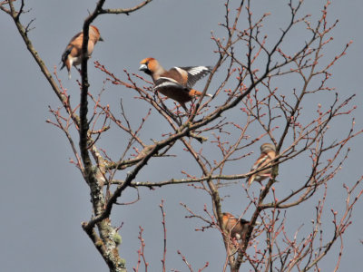 Hawfinch Scone Palace