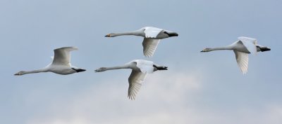 Whooper Swans Eden Estuary