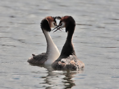 Great Crested Grebe Kilconquhar Loch