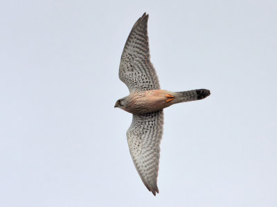 Kestrel nr Crail