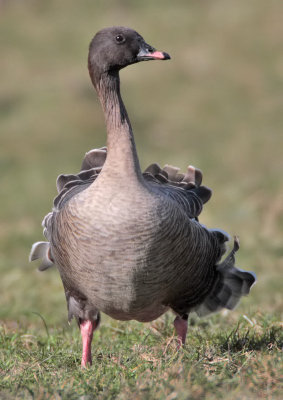 Pink-footed Goose Newburgh