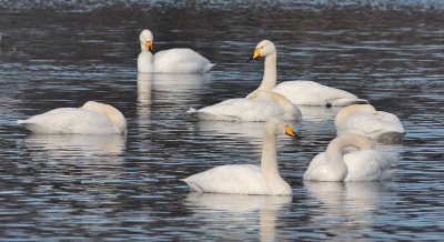 Whooper Swans Kilconquhar Loch
