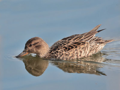 Teal duck Kilconquhar