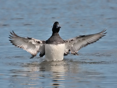 Tufted Duck drake Kilconquhar