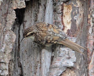 Treecreeper