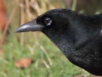 Magpie