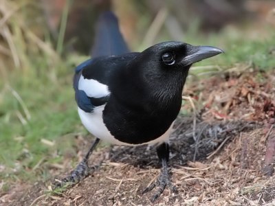 Magpie