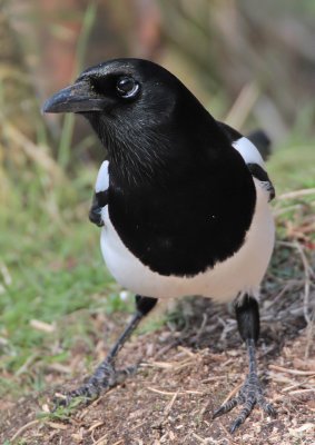 Magpie