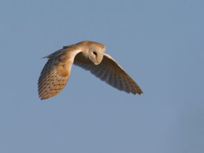 Barn Owl