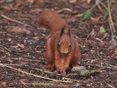 Red Squirrel Tentsmuir Forest January 2008