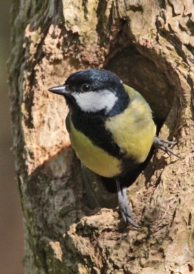 Great Tit