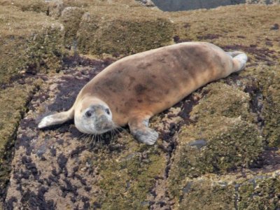 Grey Seal pup