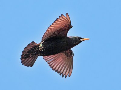 Starling