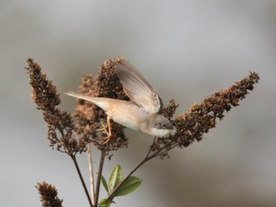 Whitethroat