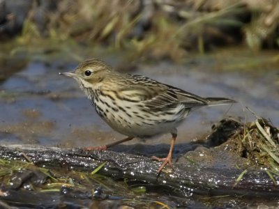 Meadow Pipit
