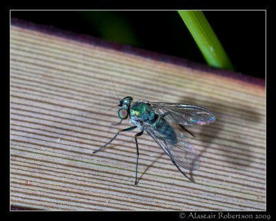 Long legged fly