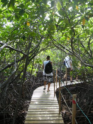 Mangrove Jungle