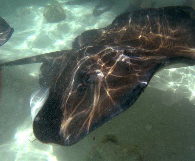 Stingray Adventure