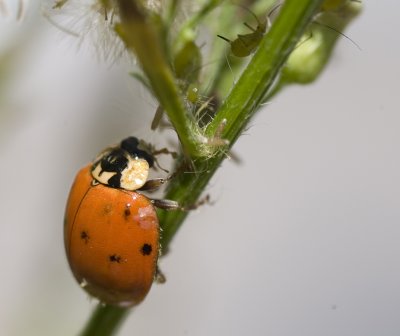 Ladybug