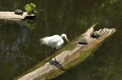 Wild Birds in the Pond