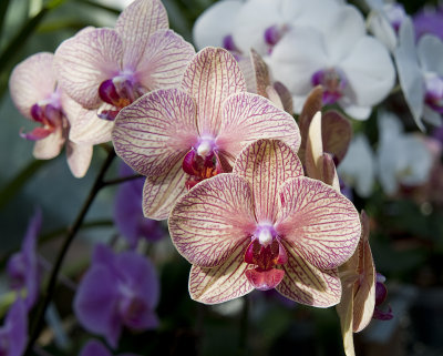 Orchids in the Greenhouse