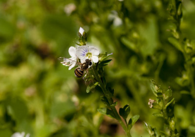 Tiny Flowers with Tiny Bee