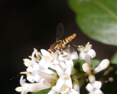 Unusual Bee on Tiny Flower