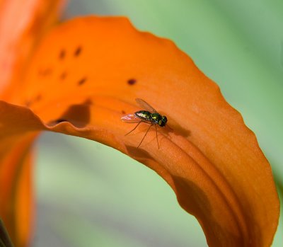 Tiny fly on a Lily