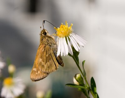 Butterfly on the Tall Weed