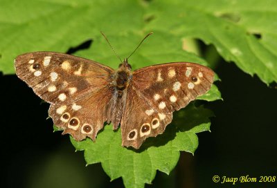 Bont Zandoogje / Speckled Wood / Pararge aegeria