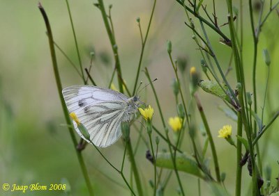 Klein geaderd witje / Green-veined White / Pieris napi