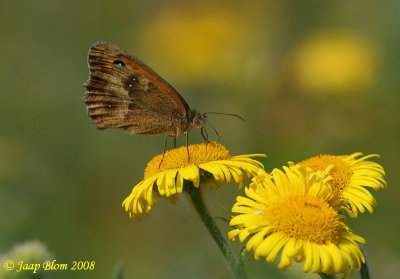 Oranje zandoogje / Gatekeeper / Pyronia tithonus