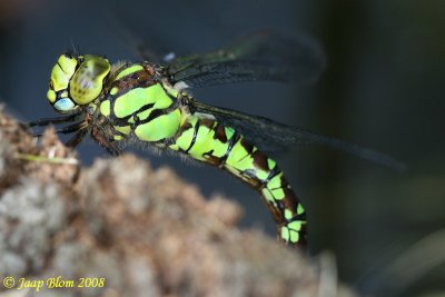 Blauwe glazenmaker / Southern Hawker / Aeshna cyanea