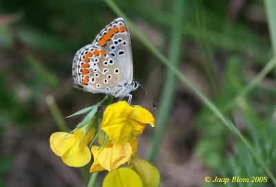 Bruin blauwtje / Brown Argus / Aricia agestis