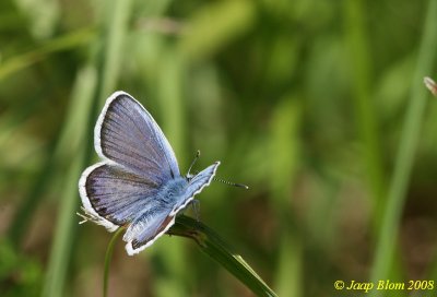 blauwtje2626a.jpg