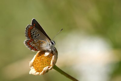 Bruin Blauwtje / Brown Argus / Aricia agestis