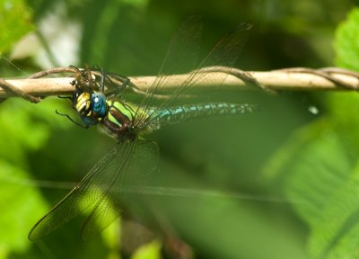 Glassnijder/Hairy Dragonfly/ Brachyton pratense