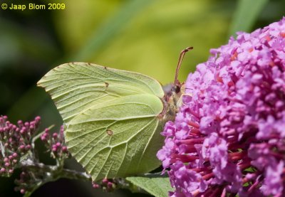 Citroenvlinder / Brimstone/Gonepteryx rhamni