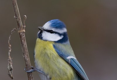 Pimpelmees / Blue Tit / Parus caeruleus