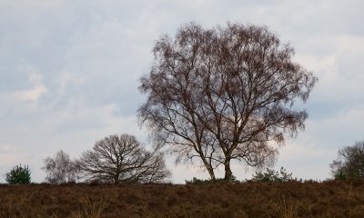 IMG_9500a.jpg