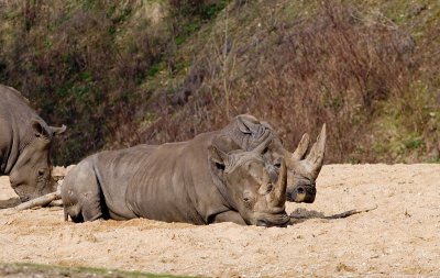 Burgers Zoo Arnhem